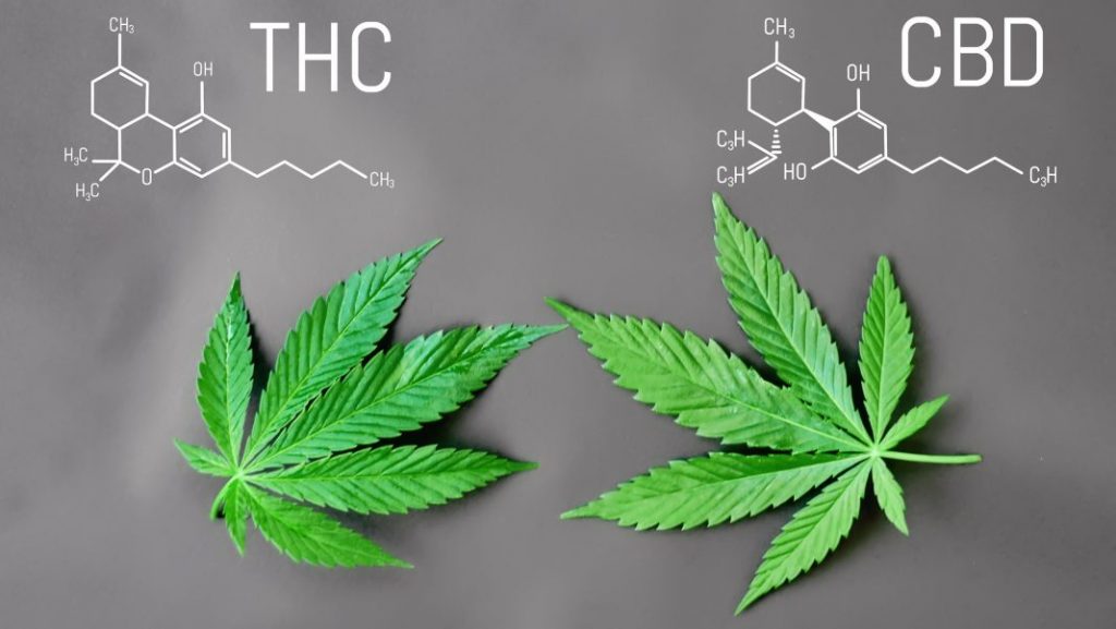 cbd vs thc ποιες οι διαφορές τους